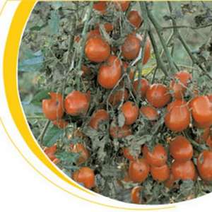 Таша F1 - томат детерминантный, 1000 семян, Nickerson Zwaan фото, цена
